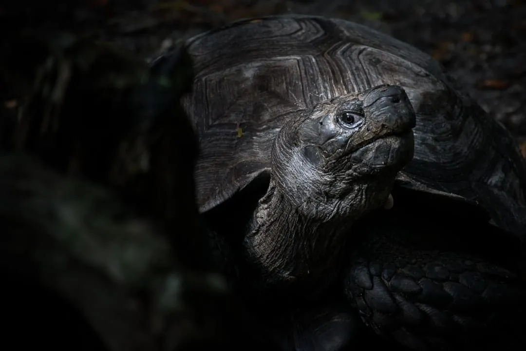 Photo Tortoise and hare